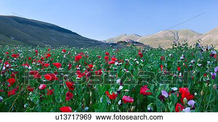Stock Photo - View of mountain meadow of Piano Grande on sunny springtime afternoon, with fields of flowering red poppies and mixed wild flowers, hilltop town of Castellucio and surrounding mountains beyond, clear blue sky, Umbria. Italy. Fotosearch