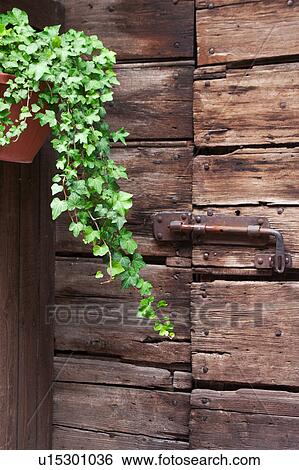 Stock Photograph - View of old double wooden door with metal bolt and hanging ivy, Assisi, Umbria, Italy. Fotosearch