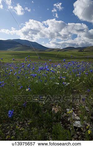 Stock Photo - View of Piano Grande Umbria, with Bachelor button blue flowers in foreground, red poppies beyond, town of Casteluccio in distance, blue sky and puffy white clouds, early summer. Fotosearch