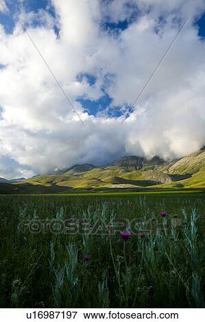 Stock Photo - View of Piano Grande Umbria, with purple thistle flowers in foreground, yellow lentil fields beyond, rolling green hills, blue sky and dramatic clouds in early evening of spring. Fotosearch