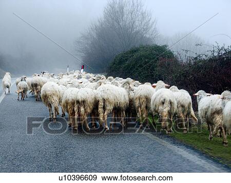 View of sheep being herded along side of paved asphalt road, with bushes and trees on typical misty rainy day in winter, Umbria italy View Large Photo Image Stock Photo - View of sheep being herded along side of paved asphalt road, with bushes and trees on typical misty rainy day in winter, Umbria italy. Fotosearch
