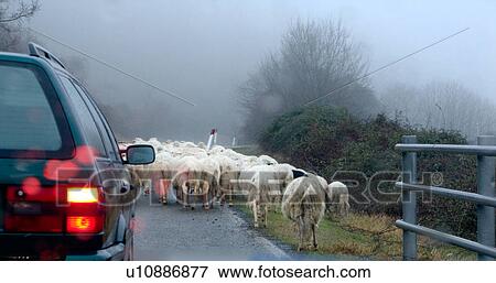 Stock Photo - View of sheep being herded along side of paved asphalt road, with bushes and trees on typical misty rainy day in winter, Umbria italy. Fotosearch