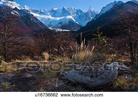 Stock Image - View of snow covered Cerro Torre with foreground bare lenga trees (beech), grasses and dead wood in late autumn on sunny afternoon, El Chalten, Argentina, Patagonia. Fotosearch