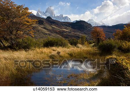 Stock Image - View of snow covered Mount Fitzroy, with foreground scrub grass and lenga (beech) trees in autumn colours, pond with blue sky and cloud reflection, on sunny afternoon, El Chalten, Southern Argentina, Patagonia. Fotosearch