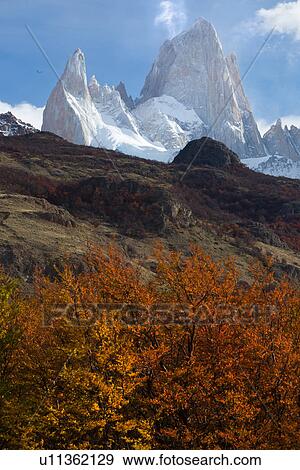 View of snow covered Mount Fitzroy, with foreground scrub grass and lenga (beech) trees in autumn colours on sunny afternoon with blue sky, El Chalten, Southern Argentina, Patagonia View Large Photo Image Stock Photo - View of snow covered Mount Fitzroy, with foreground scrub grass and lenga (beech) trees in autumn colours on sunny afternoon with blue sky, El Chalten, Southern Argentina, Patagonia. Fotosearch