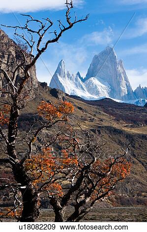 Stock Photo - View of snow covered Mount Fitzroy framed by lenga (beech) tree in full autumn colour on sunny afternoon with blue sky, El Chalten, Southern Argentina, Patagonia. Fotosearch