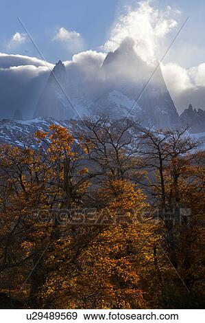 Stock Photo - View of snow covered Mount Fitzroy, with foreground lenga (beech) trees in autumn colours on sunny afternoon with blue sky, El Chalten, Southern Argentina, Patagonia. Fotosearch