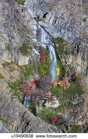 View of waterfall on side of mountain with autumn colours of red orange and yellow fo lenga and nirre (beech trees) and green foliage surrounding, El Chalten, Argentina, Patagonia View Large Photo Image Stock Photo - View of waterfall on side of mountain with autumn colours of red orange and yellow fo lenga and nirre (beech trees) and green foliage surrounding, El Chalten, Argentina, Patagonia. Fotosearch