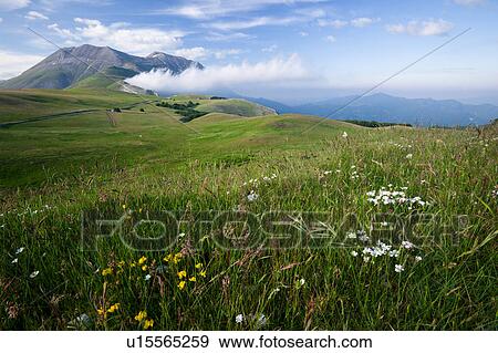 Stock Photo - View of wild flowers in Piano Grande meadow, surrounded by mountains, late afternoon spring sunshine and blue sky, Umbria, Italy. Fotosearch