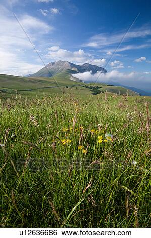 View of wild flowers in Piano Grande meadow, surrounded by mountains, late afternoon spring sunshine and blue sky, Umbria, Italy View Large Photo Image Stock Photograph - View of wild flowers in Piano Grande meadow, surrounded by mountains, late afternoon spring sunshine and blue sky, Umbria, Italy. Fotosearch