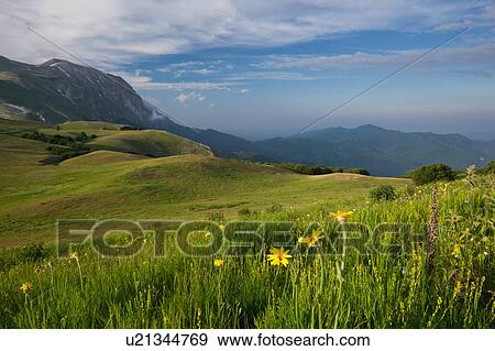 Stock Photo - View of yellow wild coreopsis flowers in Piano Grande meadow, surrounded by mountains, late afternoon spring sunshine and blue sky, Umbria, Italy. Fotosearch