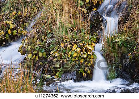 Stock Image - Waterfall detail with grasses and plants with autumn foliage near Las Torres, Torres del Paine, Southern Chile, Patagonia. Fotosearch