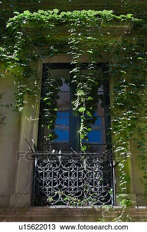 Stock Image - Window detail: ornate black wrought iron balcony with French window closed. reflection of building and blue sky in glass, surrounded by hanging ivy in morning sunshine, Lecce, Salento, Puglia, Southern Italy. Fotosearch