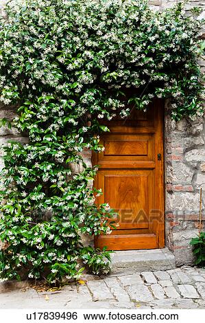 Stock Photograph - Wooden door of Italian stone house, surrounded by flowering jasmine, Umbria, Italy. Fotosearch