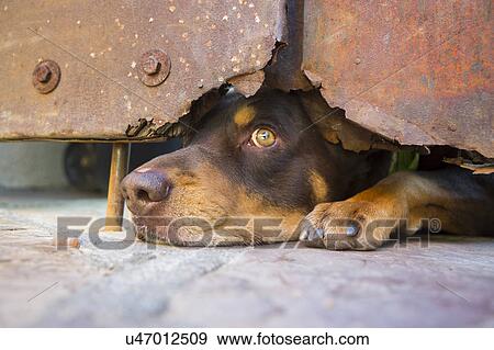 Arizona, Bisbee, USA, April 6, 2015, dog looks under steel door View Large Photo Image Stock Photo - Arizona, Bisbee, USA, April 6, 2015, dog looks under steel door. Fotosearch