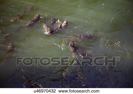 Arizona, Tucson, USA, April 10 2015, Loews Ventana Canyon, Flying V Bar and Grill, feeding Cat Fish in Coy pond View Large Photo Image Stock Image - Arizona, Tucson, USA, April 10 2015, Loews Ventana Canyon, Flying V Bar and Grill, feeding Cat Fish in Coy pond. Fotosearch