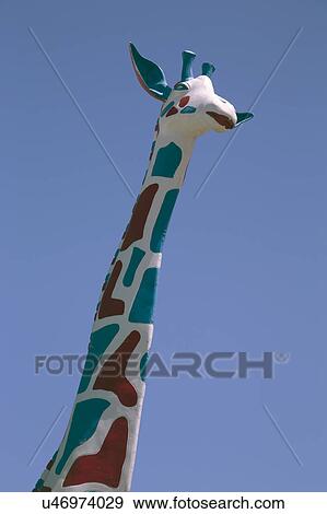 Stock Photo - Arizona, Tucson, USA, April 8, 2015, roadside giraffe. Fotosearch