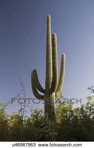 Arizona, Tucson, USA, April 9 2015, Saguaro National Park West, Saguaro Cactus at sunset View Large Photo Image Stock Image - Arizona, Tucson, USA, April 9 2015, Saguaro National Park West, Saguaro Cactus at sunset. Fotosearch