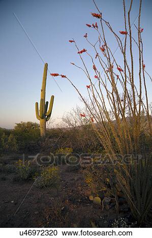 Arizona, Tucson, USA, April 9 2015, Saguaro National Park West, Saguaro Cactus at sunset View Large Photo Image Stock Image - Arizona, Tucson, USA, April 9 2015, Saguaro National Park West, Saguaro Cactus at sunset. Fotosearch