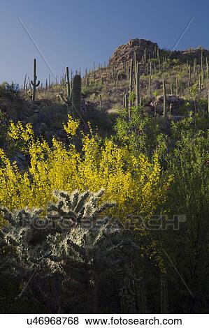 Arizona, Tucson, USA, April 9 2015, Saguaro National Park West, Saguaro Cactus at sunset View Large Photo Image Stock Photo - Arizona, Tucson, USA, April 9 2015, Saguaro National Park West, Saguaro Cactus at sunset. Fotosearch