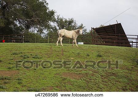 Stock Photograph - Oak View, California, USA, December 15, white horse in green field. Fotosearch