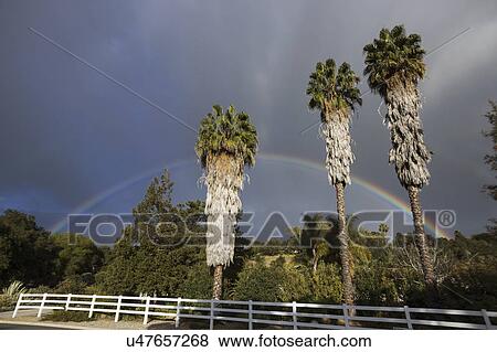 Stock Photo - Oak View, California, USA, March 1, 2015, full rainbow over rain storm in Ojai Valley, 3 Palm Trees. Fotosearch