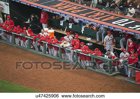 San Francisco, California, USA, October 16, 2014, AT&T Park, baseball stadium, SF Giants versus St. Louis Cardinals, National League Championship Series (NLCS), Cardinals in dugout View Large Photo Image Stock Photograph - San Francisco, California, USA, October 16, 2014, AT&T Park, baseball stadium, SF Giants versus St. Louis Cardinals, National League Championship Series (NLCS), Cardinals in dugout. Fotosearch