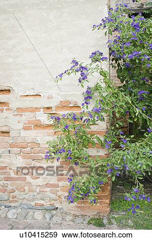 Stock Photo - Bush with purple flowers next to brick wall. Fotosearch