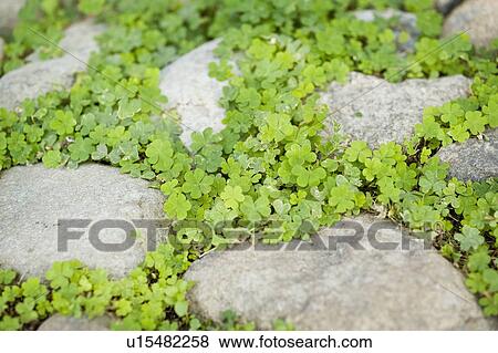 Stock Photo - Detail rocks surrounded by clovers. Fotosearch