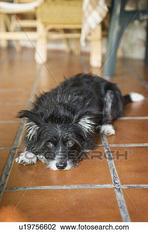 Dog resting on red tile floor View Large Photo Image Stock Image - Dog resting on red tile floor. Fotosearch