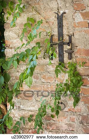 Plants growing alongside old brick castle View Large Photo Image Stock Photo - Plants growing alongside old brick castle. Fotosearch