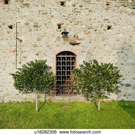 Stock Photograph - Small trees on each side of window. Fotosearch