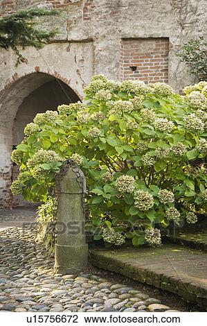 Stone driveway and steps with large bush View Large Photo Image Stock Image - Stone driveway and steps with large bush. Fotosearch