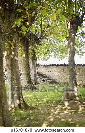 Trees on side yard near old castle View Large Photo Image Stock Photo - Trees on side yard near old castle. Fotosearch