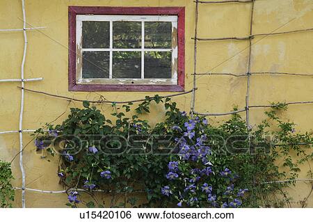 Stock Photograph - Trellis against yellow wall. Fotosearch