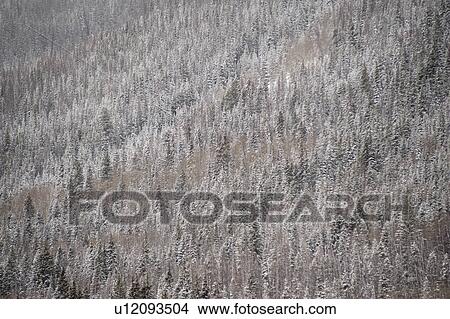 Picture - Aerial view of forest in Vail, Colorado. Fotosearch