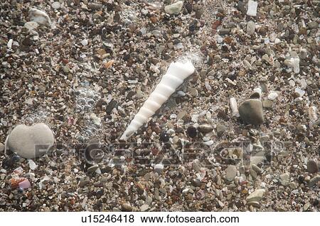 Auger seashell on a pebble beach looking like a unicorn horn View Large Photo Image Stock Photo - Auger seashell on a pebble beach looking like a unicorn horn. Fotosearch