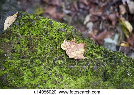 Autumn leaf at lake Taneycomo in Branson, Missouri View Large Photo Image Stock Image - Autumn leaf at lake Taneycomo in Branson, Missouri. Fotosearch