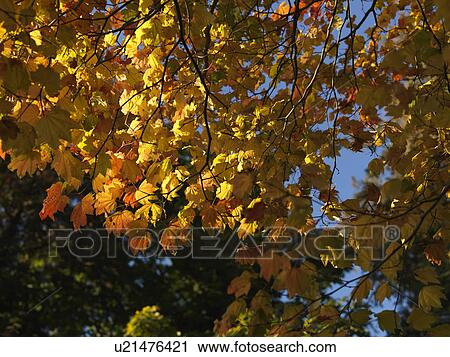 Autumn leaves in Vancouver, British Columbia, Canada View Large Photo Image Stock Image - Autumn leaves in Vancouver, British Columbia, Canada. Fotosearch