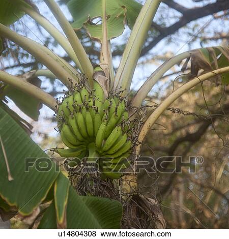 Stock Photo - Bananas growing in Costa Rica. Fotosearch