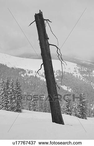 Stock Photo - Bare tree on a hillside in Vail, Colorado . Fotosearch