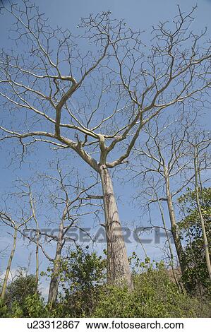 Bare trees in the jungles of Costa Rica View Large Photo Image Stock Photo - Bare trees in the jungles of Costa Rica. Fotosearch