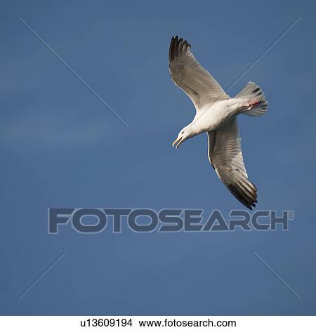 Bird in flight at Lake of the Woods, Ontario View Large Photo Image Picture - Bird in flight at Lake of the Woods, Ontario. Fotosearch