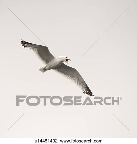 Bird in flight at Lake of the Woods, Ontario View Large Photo Image Stock Image - Bird in flight at Lake of the Woods, Ontario. Fotosearch