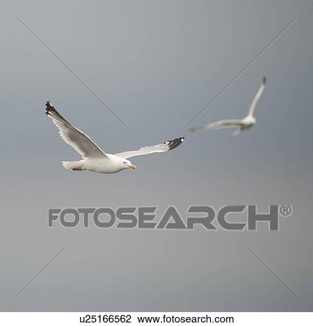 Stock Image - Bird in flight at Lake of the Woods, Ontario. Fotosearch