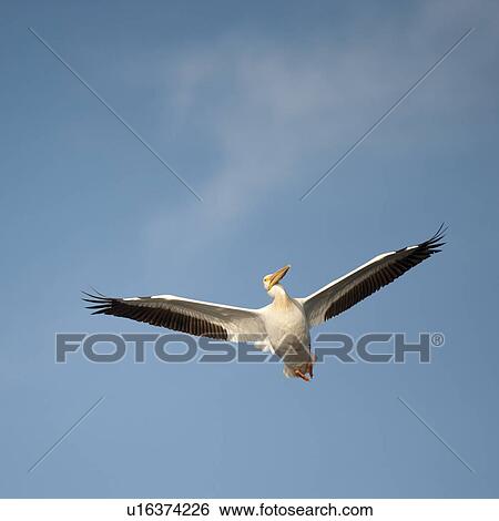 Bird in flight at Lake of the Woods, Ontario View Large Photo Image Stock Photograph - Bird in flight at Lake of the Woods, Ontario. Fotosearch