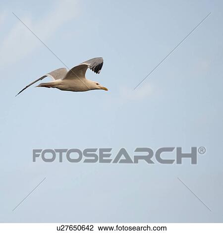 Stock Image - Bird in flight over Lake of the Woods, Ontario. Fotosearch