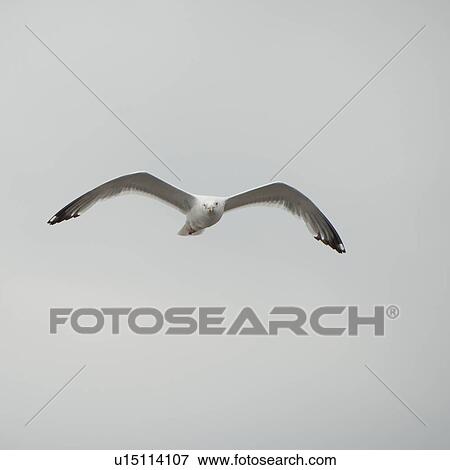 Bird in flight over Lake of the Woods, Ontario View Large Photo Image Stock Photo - Bird in flight over Lake of the Woods, Ontario. Fotosearch