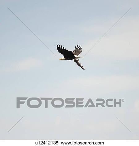 Stock Photography - Bird in flight over Lake of the Woods, Ontario. Fotosearch