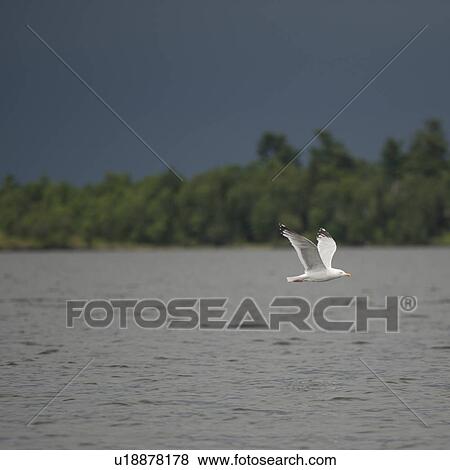 Stock Photo - Bird in flight over water at Lake of the Woods, Ontario. Fotosearch